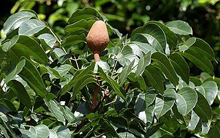 <i>Swietenia</i> Genus of flowering plants in the chinaberry family Meliaceae