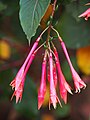 Fuchsia 'Thalia', Fuksja 'Thalia', 2017-10-15