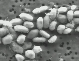 GFAJ-1 baktériumok felnagyított képe