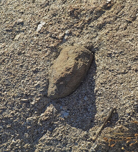 File:Gabarro Gredos 20110817.jpg