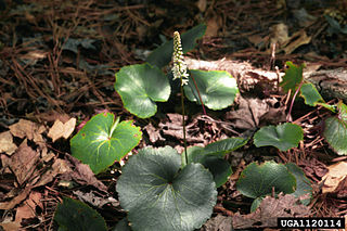 <i>Galax</i> Genus of flowering plants