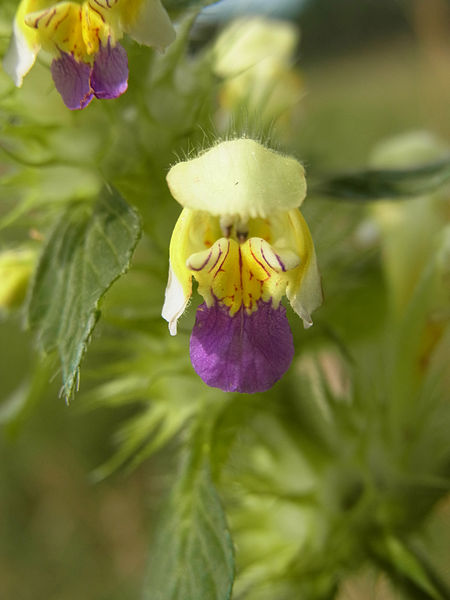 File:Galeopsis speciosa CB005.JPG