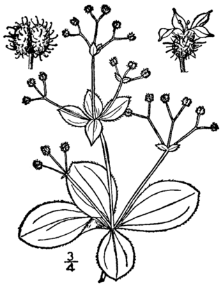 <i>Galium kamtschaticum</i> Species of plant