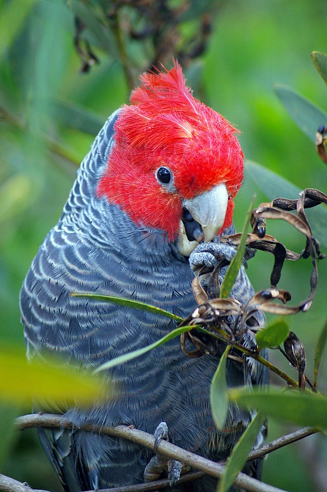 The Gang-Gang Cockatoo, one of the birds featured in the album Songs of Disappearance