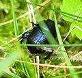 Geotrupes stercorarius