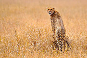 Cheetah on termite hill, Serengeti National Park, Tanzania