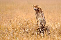 Gepard w Serengeti