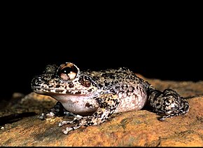 Beschrijving van de afbeelding Gephyromantis corvus01.jpg.