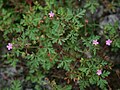 Geranium purpureum