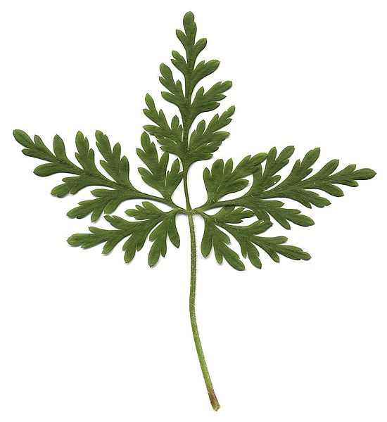 File:Geranium robertianum scan.jpg