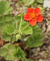 Geum coccineum