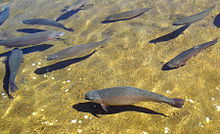 Rainbow trout in show pond of Giant Springs Fish Hatchery