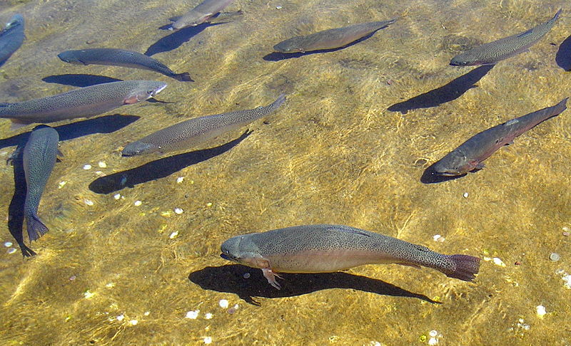 File:Giant Springs Trout 16.JPG