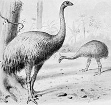 The moas Dinornis robustus and Pachyornis elephantopus, tinamous' extinct ratite cousins from New Zealand Giant moa.jpg