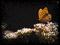 Gimpressionist 52 butterfly 0021 2 nevit.jpg