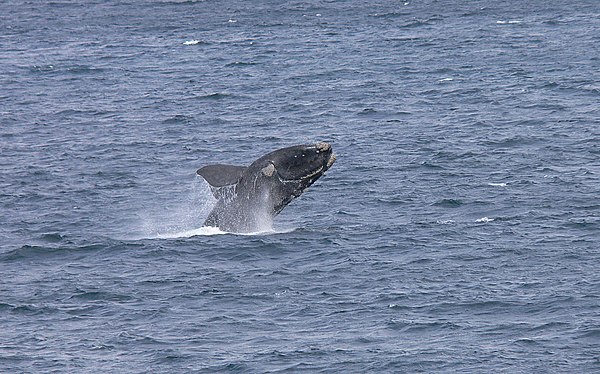 Breaching in the De Hoop Nature Reserve