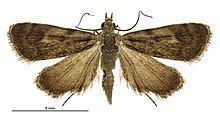 Glaucocharis stella male.jpg