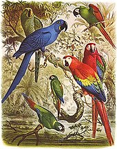 Facts about the greenwing macaw a picture book for kids 33 english edition