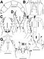 Glyphiulus semicostulifer (10.3897-zookeys.722.21192) Figure 7.jpg