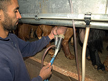 A goat being machine milked on an organic farm Goat milking on an organic farm in Israel.jpg