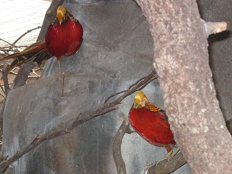 File:Golden Pheasants65.jpg