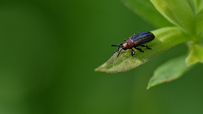 Beetle (Coleoptera)