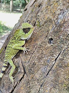 <i>Gonocephalus kuhlii</i> Species of lizard