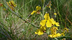 Goodenia bellidifolia flower (6402256815).jpg