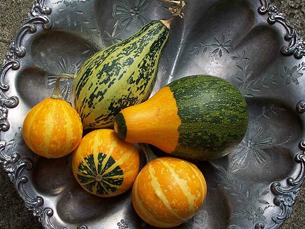 Cucurbita pepo gourds grown in a suburban garden in Australia