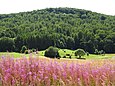 Die Graburg im nordhessischen Ringgau mit Schmalblättrigem Weidenröschen im Vordergrund