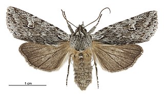 <i>Physetica sequens</i> Species of moth endemic to New Zealand