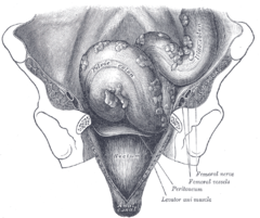 Iliac colon, sigmoid or pelvic colon, and rectum seen from the front, after removal of pubic bones and bladder