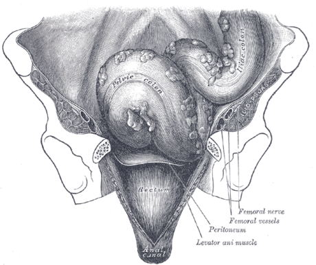 Taenia coli