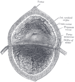 The interior of the bladder