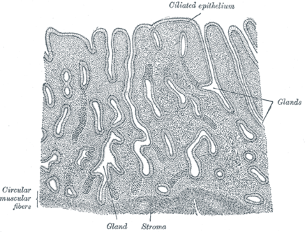 Vertical section of mucous membrane of human uterus