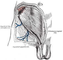 The superficial inguinal ring Gray393.png