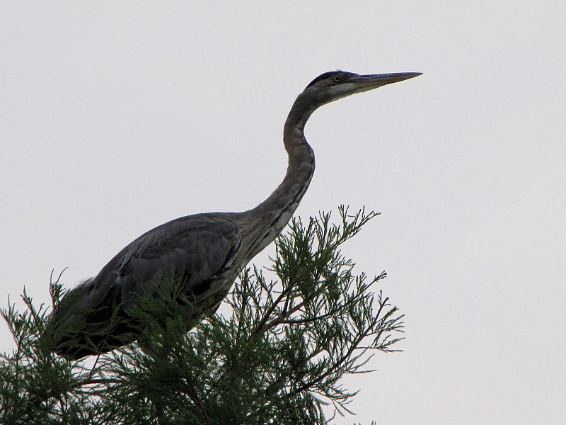 File:Great Blue Heron in a Tree - Flickr - treegrow.jpg