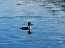 Great Crested Grebe in Brymill.jpg