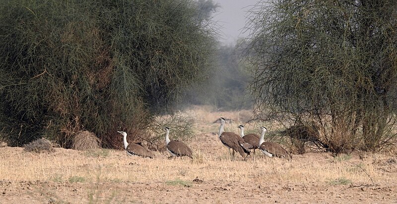 File:Great Indian Bustard Ardeotis nigriceps by Raju Kasambe DSCN9716 08.jpg