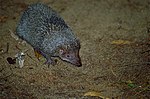 Thumbnail for Greater hedgehog tenrec