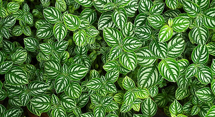 Green and white leaves