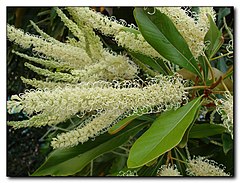 Grevillea baileyana.jpg