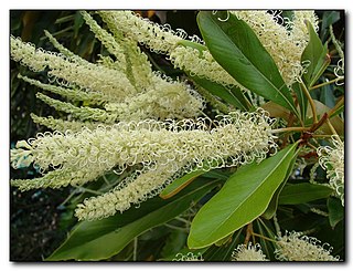 <i>Grevillea edelfeltii</i> Species of tree of the family Proteaceae native to north-east Queensland in Australia