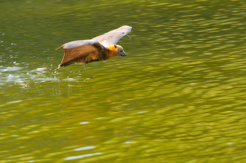 File:Grey headed flying fox - skimming water - AndrewMercer IMG41823.jpg