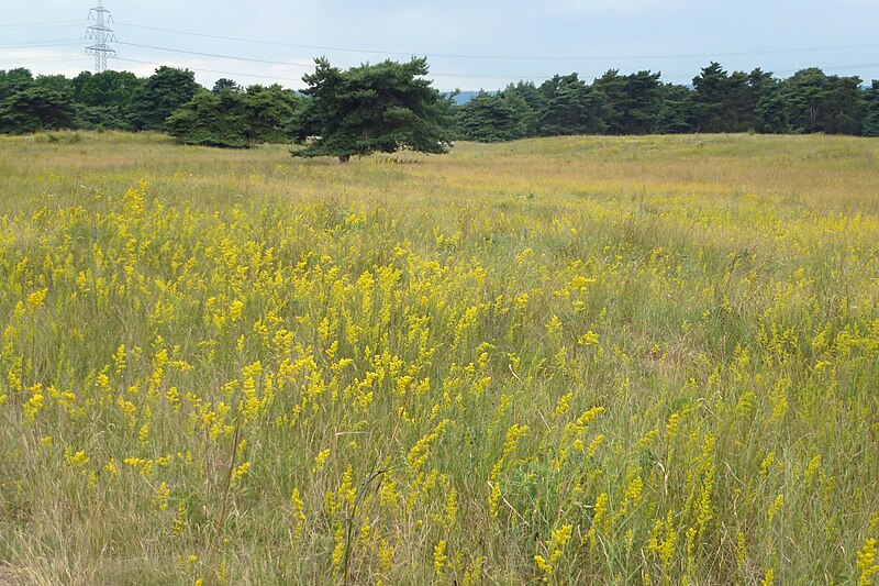 File:Großer Sand Mainz mit Galium verum Juni 2014.jpg