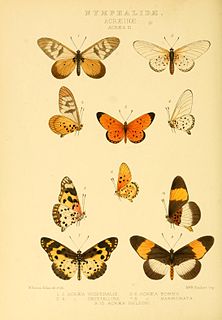 <i>Bematistes poggei</i> Species of butterfly