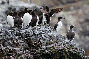 Guillemots, Bear Island, Svalbard