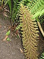 Gunnera manicata inflorescence