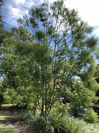 <i>Gymnostoma sumatranum</i> Species of tree