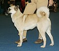 Hällefors Elkhound